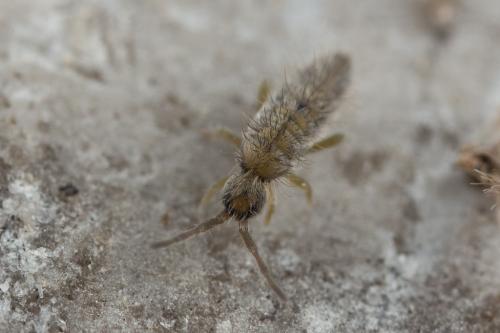 Réf. 244 921 : Entomobrya unostrigata